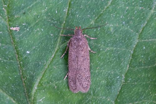 Réf. 222 336 : Bryotropha sp.